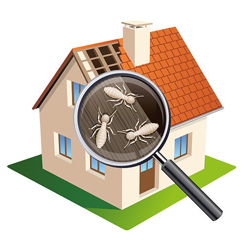 Vector illustration of a house with a magnifying glass showing a termite attack